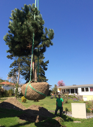 Baumpflege Grimm Fur Naturpool Schwimmteich Biopool Pool Garten Gartengestaltung Gartenpflege Gartenplanung Schaffhausen Stein Am Rhein Steckborn